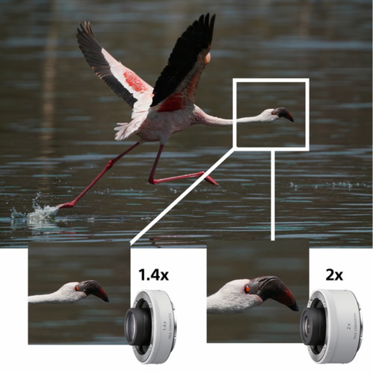 Sony Sony FE 200–600 MM F5.6–6.3 G OSS